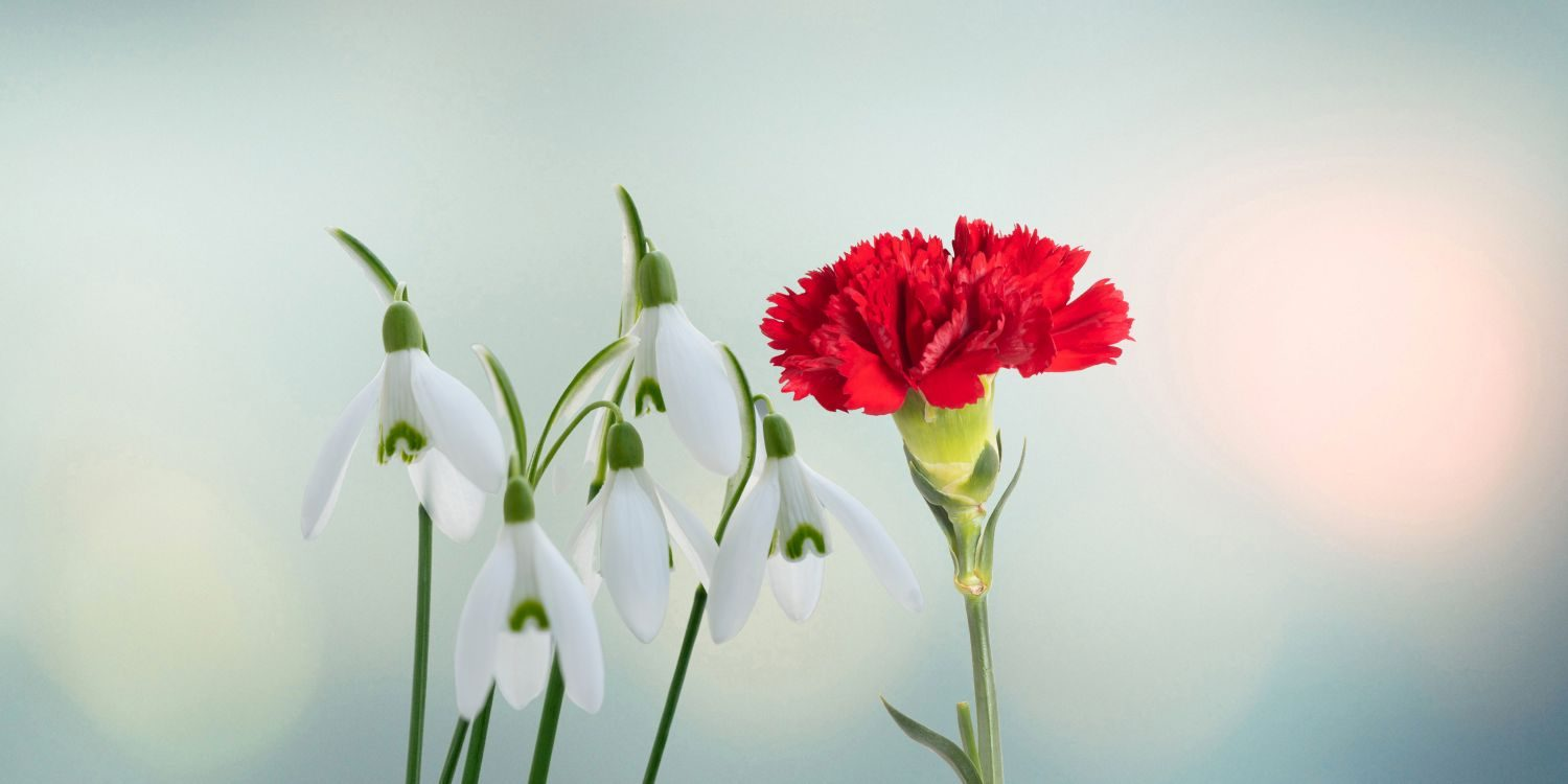 Read more about the article January Birth Flowers: Carnation and Snowdrop