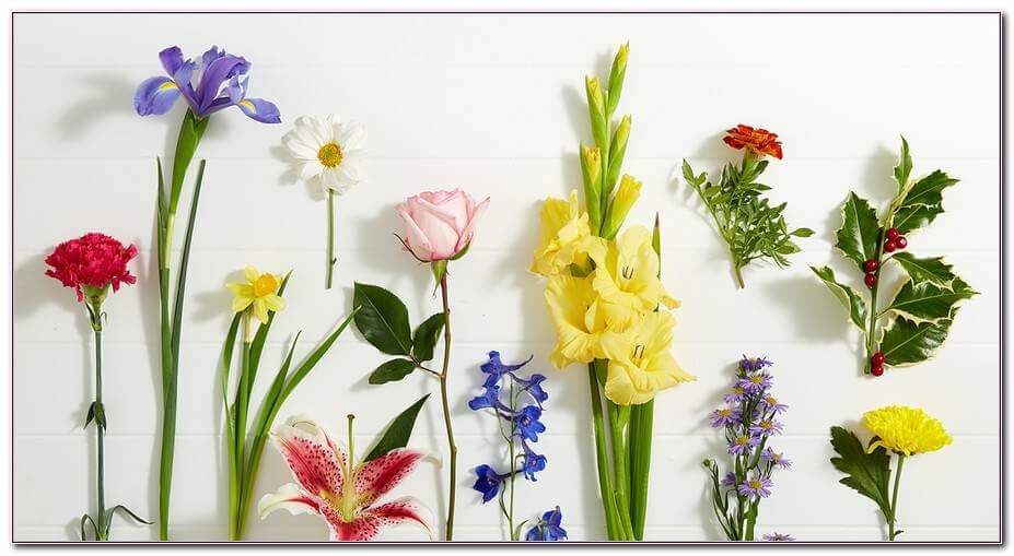 You are currently viewing Each Month Birth Flower: What’s My Birth Flower?