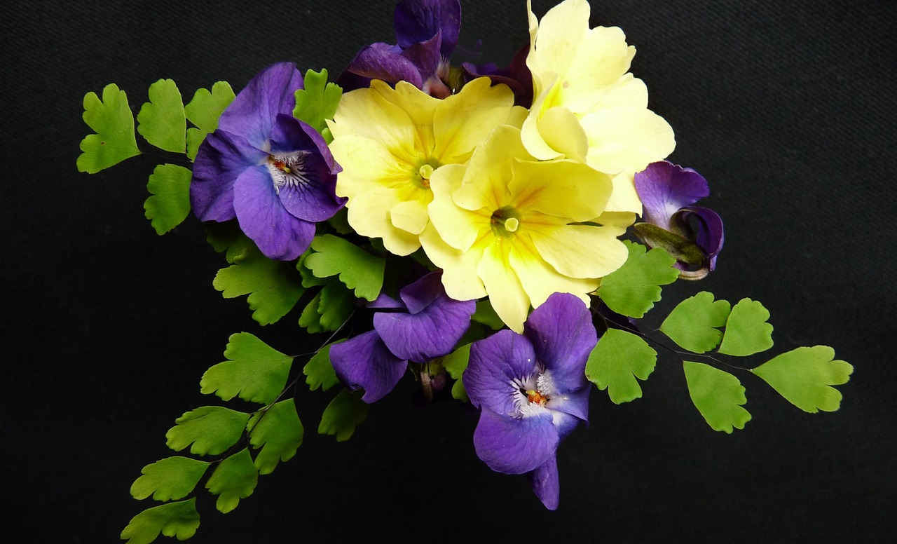 You are currently viewing February Birth Flowers: Violets and Primroses
